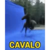 CAVALO