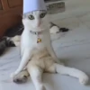 99.9% gatos sin sentido 😾🤯 11