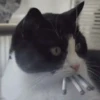 Smoking a Cigarette 🗣️💨 30