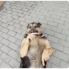 Perros pelotudos 5