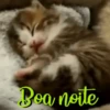 Gatos animados  8