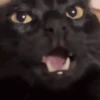🐈‍⬛🐱🧶 GATOS | CATS 4 🧶🐱🐈‍⬛ 15