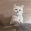 Tingkah lucu kucing 13