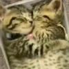 Gatinhos 12