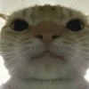 🐈‍⬛🐱🧶 GATOS | CATS 4 🧶🐱🐈‍⬛ 13