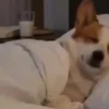 Reacciones tiktok 5 28