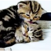 Gatitos - Amor 💕 9