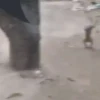Macaco | Macaquinho 🐒 22
