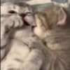 Gatinhos 15
