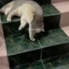 Милый движущийся кот GIF 17