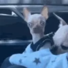 Animais Engraçados | Memes 🐾 27