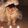 Милый движущийся кот GIF 15