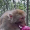 Macacos/monkey 6
