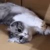 ✨️ Michis Animados Random 🐈🐈‍⬛ 5