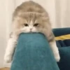 🧡🐱Michitos randoms🐱🧡 14