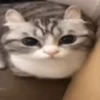✨️ Michis Animados Random 🐈🐈‍⬛ 6