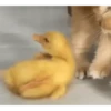 PeTs👀 19