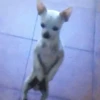 🐶 PERRITOS VIRALES 🐶 11
