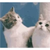 Tingkah lucu kucing 6