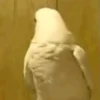 😎 RANDOM PA' LA CHAVIZA 2🫰 12