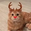 Reacciones gatunas random🐈🐈‍⬛ 8