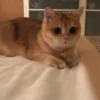 Gatitos. | @ocenferios  Haki. 11