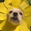 Entrega de flores amarillas 🌻 30