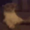 Animais Engraçados | Memes 🐾 16