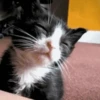 GATOS PARA REAGIR 10