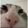 Moar gatos 🫠🫠 17