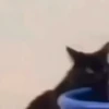 Gatinhos 🐾🐾🐾🐾🐾🐾 10