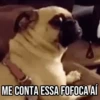 GIFs Pets Fofos Memes 2 🐾 17