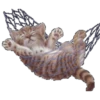Gatos engraçados 😹 6
