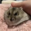 Hámster🐹⭐ 13