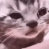 Gatos que viraram Memes 🐈😁 7