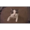Gatitos - Amor 💕 12