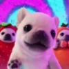 Pibble 🐶 | Perrito Tiktok  20