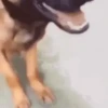 Animais Engraçados | Memes 🐾 25