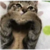 Tingkah lucu kucing 16