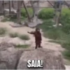 Macaco | Macaquinho 🐒 24
