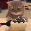 Gatitos. | @ocenferios  Haki. 9