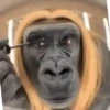 Monos animados  8