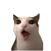 Gatinhos animados 11