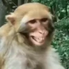 Macacos rindo 🙊🐵😂 7