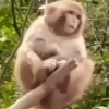 Macacos rindo 🙊🐵😂 12