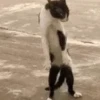 Animais Engraçados | Memes 🐾 6