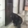Macaco | Macaquinho 🐒 29