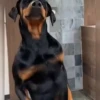 Perritos Tiktokers 2🐶🎵  6