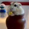 Hámster🐹⭐ 8