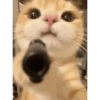 Sticker de TikTok 21